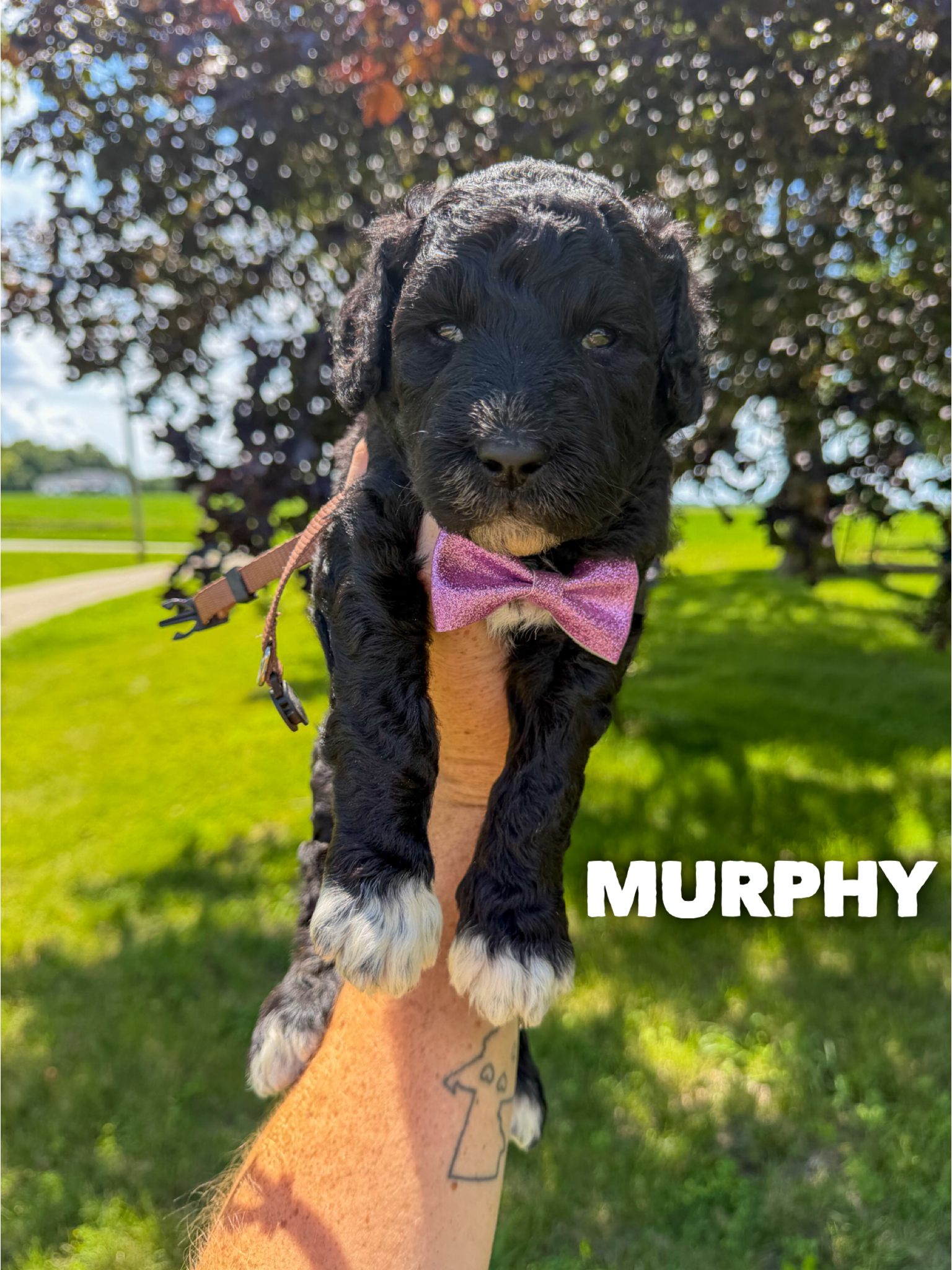Murphy  1